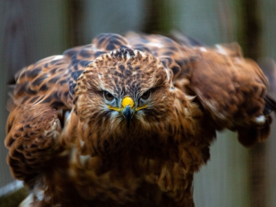 Arendbuizerd - De Zonnegloed - Dierenpark - Dieren opvangcentrum - Sanctuary
